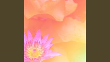 Vivacious Backdrops for Laid Back Overtones