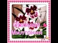 Орхидея МИЛЬТОНИЯ / Miltonia