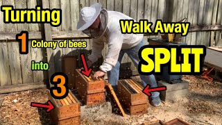 Walk Away SPLIT  TURNING 1 Honey Bee Hive INTO 3!!!