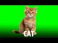 Brown Cat Green Screen || Green Screen || Chroma Key || Content For Creators