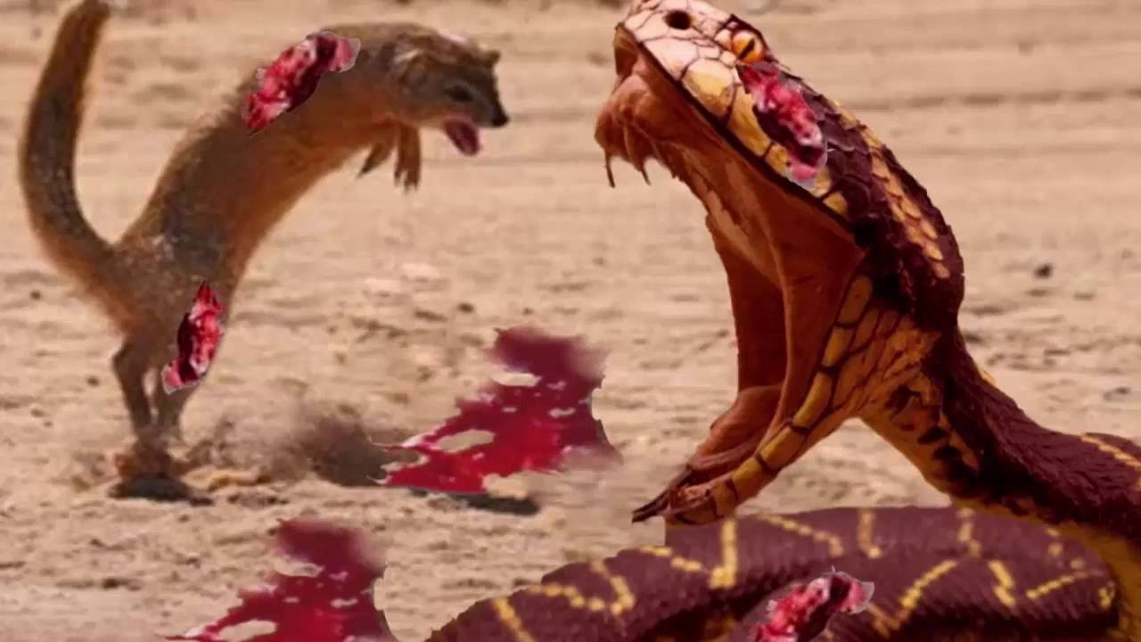 мангуст змеелов. королевская кобра и мангуст. мангуст и кобра. сюжет о мангусте и змее.