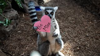 Valentines Day Enrichment For Aquarium Animals