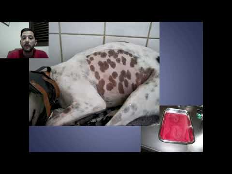 Vídeo: Torção Do Lobo Pulmonar Em Gatos