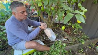 This Week in the Patch - Caring for my lemon tree
