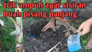 AGAR SISIRAN PISANG PANJANG LAKUKAN INI PAS PISANG HAMIL|| HARUS TEPAT Part 03