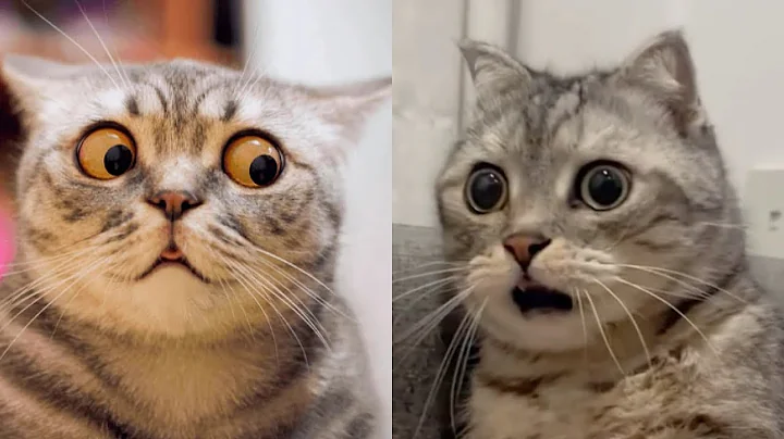 Video 11855381: cats funny fail, cute cat