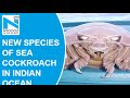 Researchers discovered 14-legged sea cockroach like creature in Indian Ocean