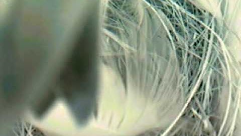 MNSA Tree Swallow-Cam: 1st egg 5/13/09