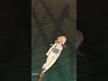 孫策リョナ ショートVer.
