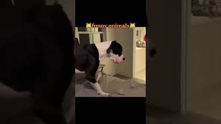 Funny Videos Of The Day