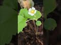 #Strawberry #Flower in the middle of #Winter #Epic #History #Subscribe
