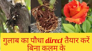 New method || गुलाब की कलम लगाने का एक और नया तरीका, Latest Grow roots faster on rose plant