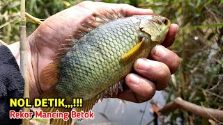 MANCING BETOK TERBESAR, Spot  rawa pedalaman Lampung. #FP354