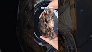 Kura-kura Brazil RES pelihara 10th #kurakura #kuraair #peliharaanlucu #kurabrazil #aquaticpets #RES