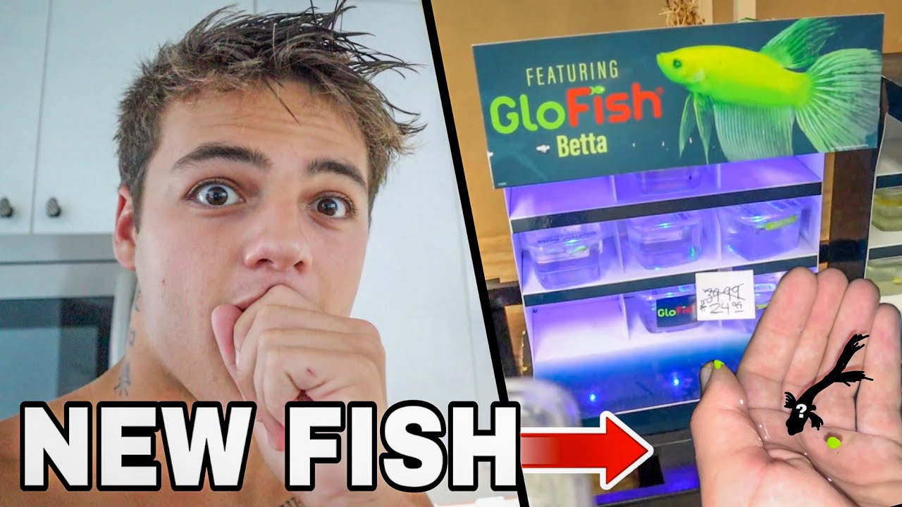 My *NEW* BETTA GLO-FISH!! (Limited) 