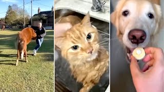 Funny Cat, Dog &amp; Animal Videos | Funny Pets Compilation - 2