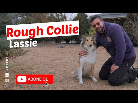 Köpek Irkları - Rough Collie (Lassie)