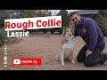 Köpek Irkları - Rough Collie (Lassie) の動画、YouTube動画。