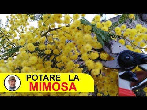 POTARE LA MIMOSA