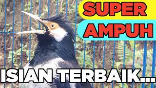 Burung Jalak Suren Macet Bunyi Jadi Gacor Full Isian Suara Unik Kreasi Mewah mantap