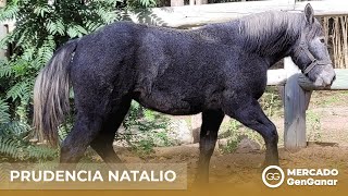 Vídeo: Potranco Percherón Prudencia Natalio
