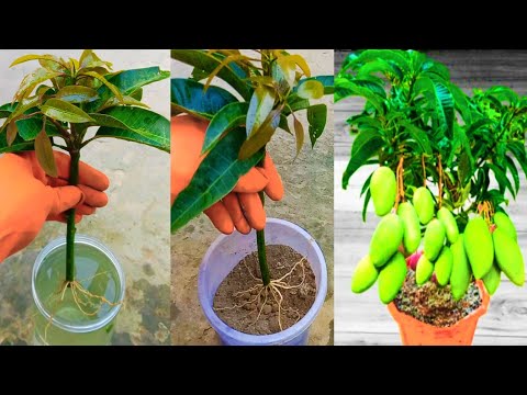 How To Grow Mango Tree From Cutting Try At Home, - YouTube