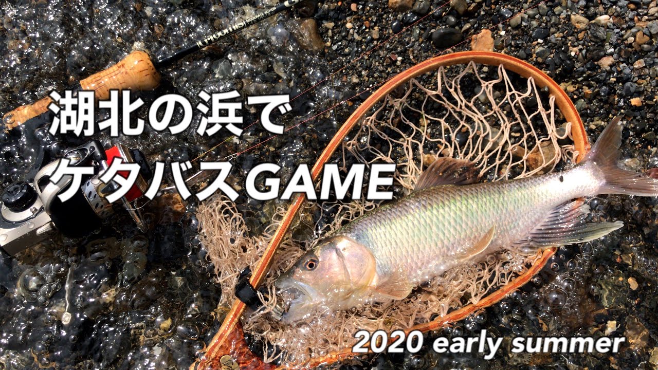 琵琶湖 湖北 ケタバス釣り Fishing For Ketabasu Lake Biwa Endemic Species 日淡ルアーフィッシング Youtube