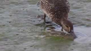 1041120華江雁鴨公園小水鴨覓食1