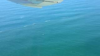 Orcas Spotted Near Charleston, Or.