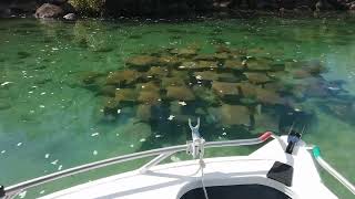 Hat Head Creek. Close Encounter With Rays. Part 1