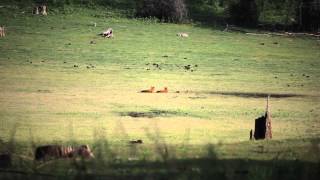 Wilddog pair resting after hunting-heylos