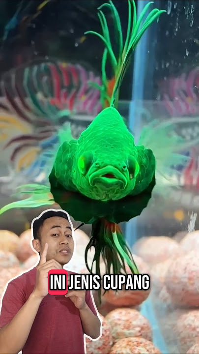 Cupang serit glofish, kasihan atau suka? #ikanhias #akuarium #bettafish #ikanunik