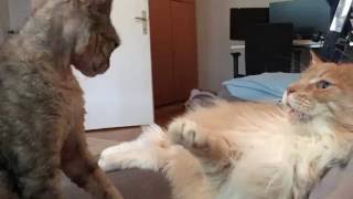 When cuddles turn into a cat fight by Epic the Cat 718 views 7 years ago 47 seconds