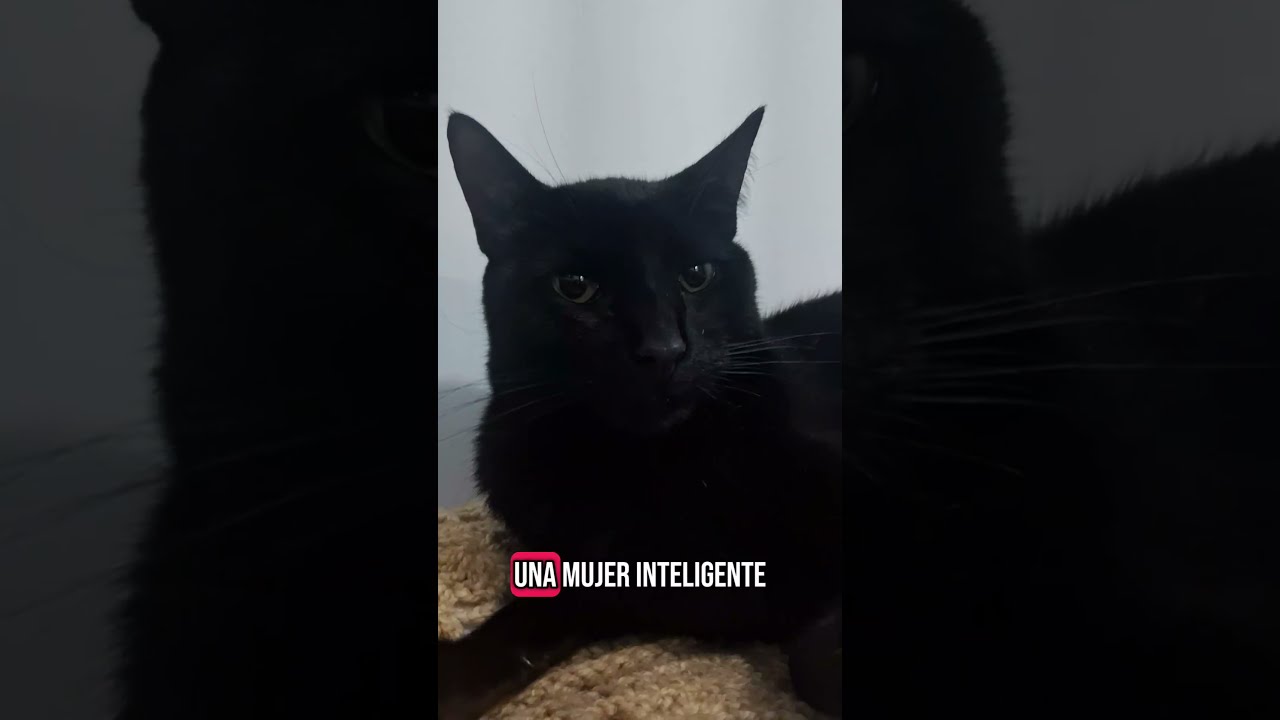 Los Consejos De Mi Gato Cat Gatos Panterita