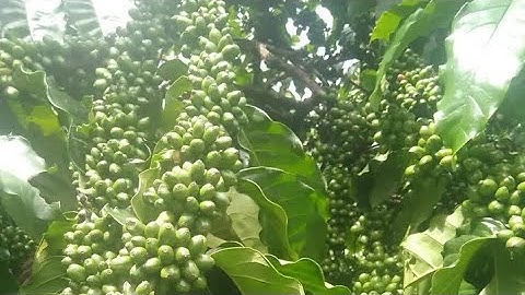 Ghép tạo tán tăng năng suất vườn cà phê giống cũ