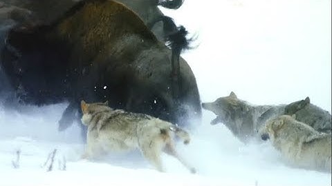 Wie jagen die GRÖSSTEN Wölfe der Erde? Kanadische Wölfe - eine Gefahr für Bisons!