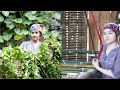 Survival skills: bamboo bed finishing - pick precious medicinal plants in the forest