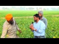 Raja grewal gholia khurd