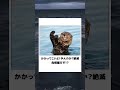 【動物】殿堂入りボケてに廃人が全力でアフレコしてみたw【第9弾】 #ボケて #アフレコ #動物