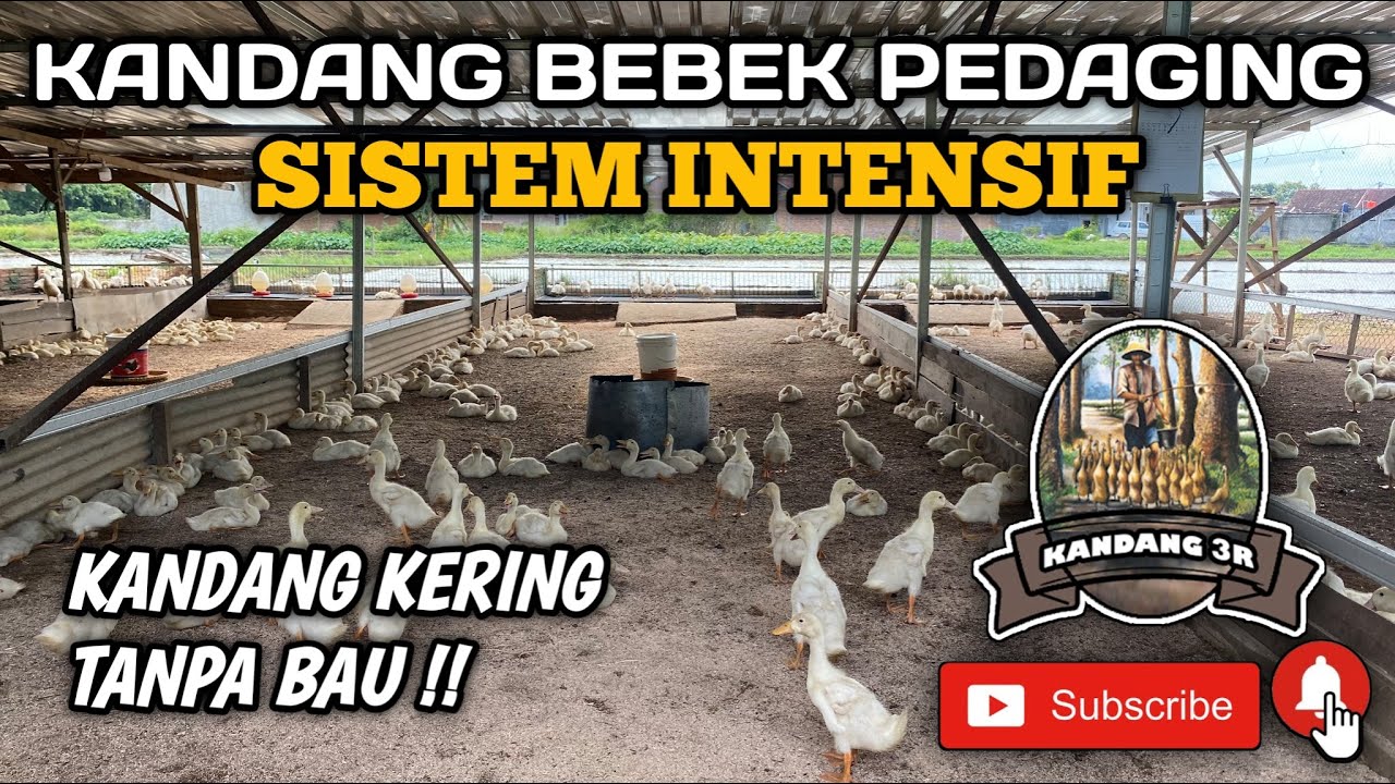 Pedaging KANDANG BEBEK PEDAGING SISTEM INTENSIF - YouTube
