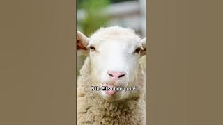 MARIADI FULL ALBUM TERBARU , WEDUS KENTHIR, PENGEN KURU