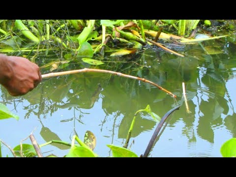 ভিডিও: ফিশিং টিপস