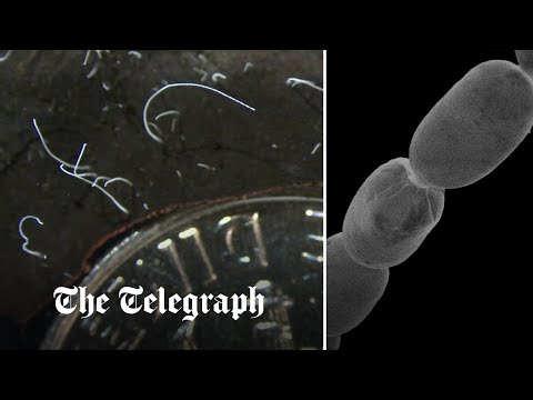 Giant bacteria visible to naked eye found in Caribbean swamp