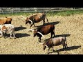 Cattle Industry and the Chisholm Trail