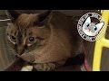 【Jean 0486】ジャンくん病院へ行く３部作／診察編　元野良猫の保護里親記録 Jean, a former stray cat.
