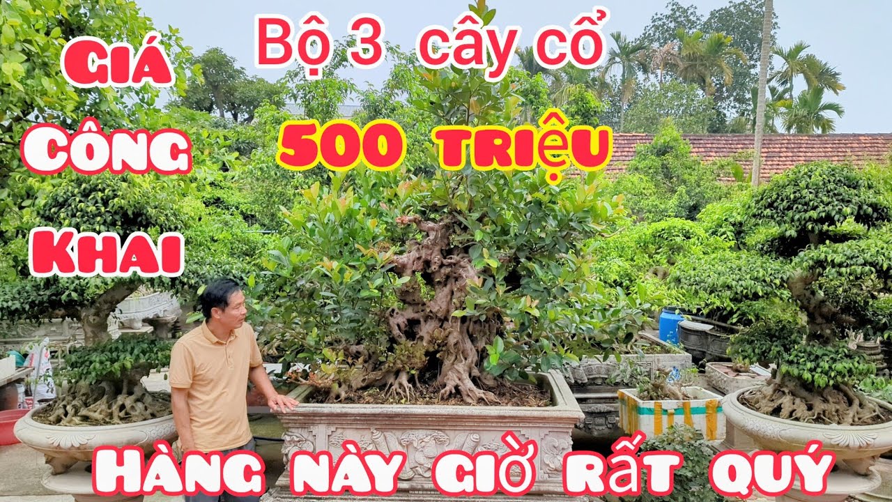 Vườn toàn cây đẹp báo lần đầu giá công khai bộ 3 cây cổ 500 triệu 2 sanh 1 si cho anh em siêu tầm 