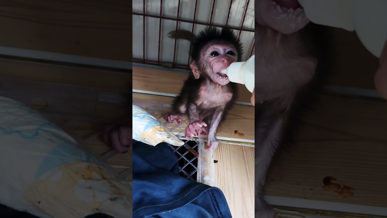 Feeding Baby Monpai Newborn || monpai || baby monpai || baby monkey 