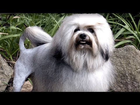 Vídeo: Conheça 12 raças antigas de cães