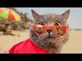 Worlds first cat lifeguard