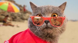 World's First Cat Lifeguard